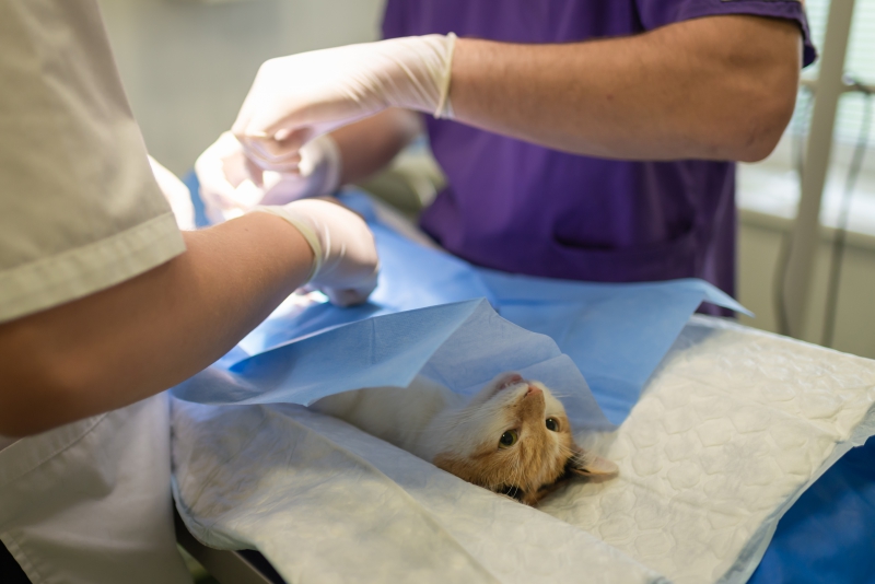 veterinaire-CARNOULES-min_health-4385852